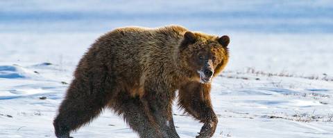 Akthla Barren Ground Grizzly Bear