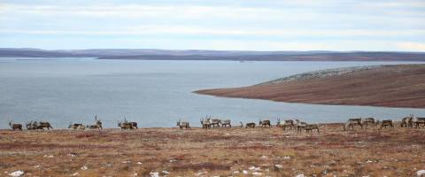 Tuktu Central Canada Barren Ground Caribou