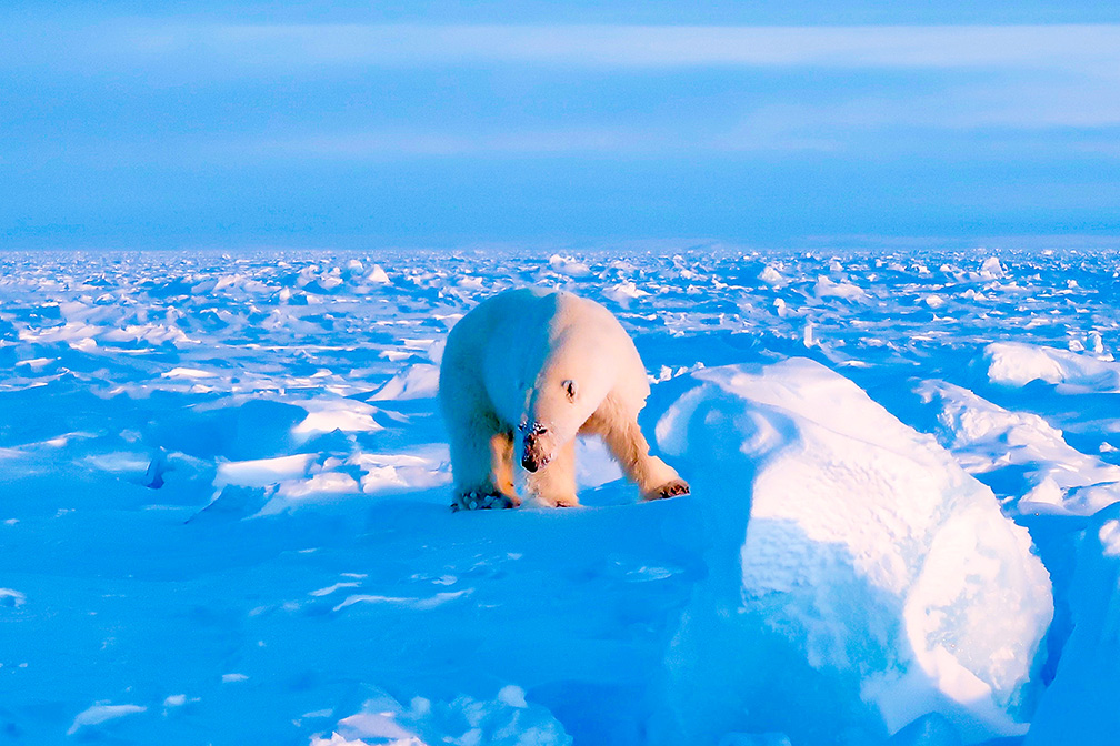 Spring Polar Bear Hunt