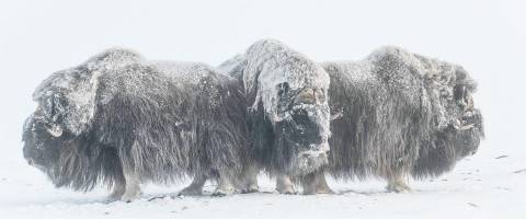 Umingmak Muskox