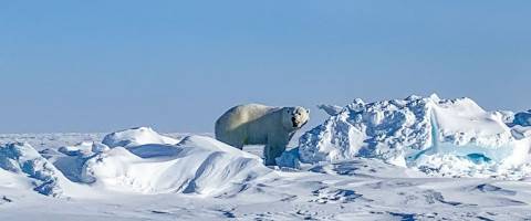 Nanuq Polar Bear
