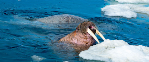 Aiviq Walrus