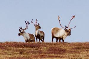 Arctic Hunts & Expeditions - Fall