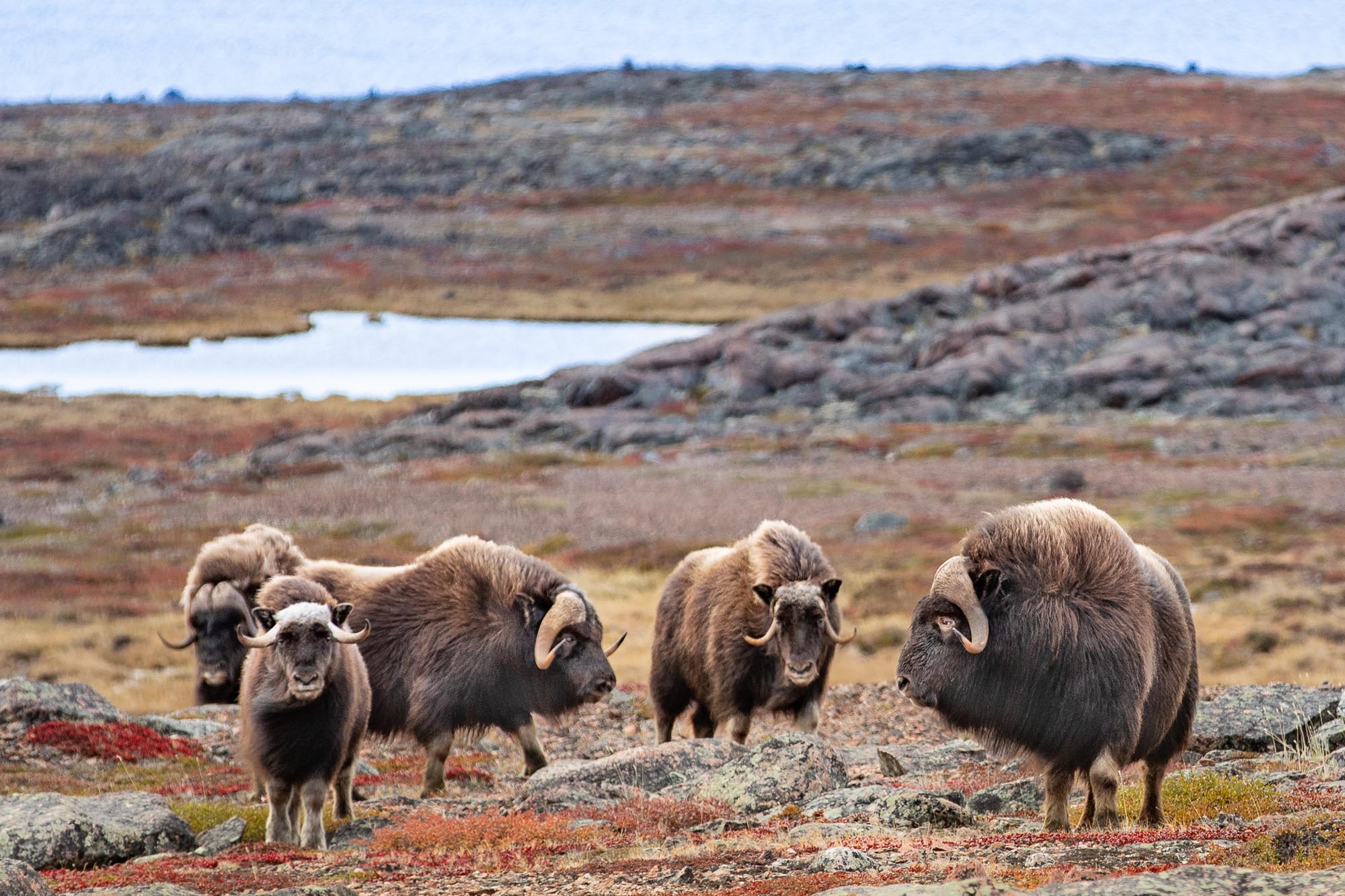 Barren Ground Muskox Hunt