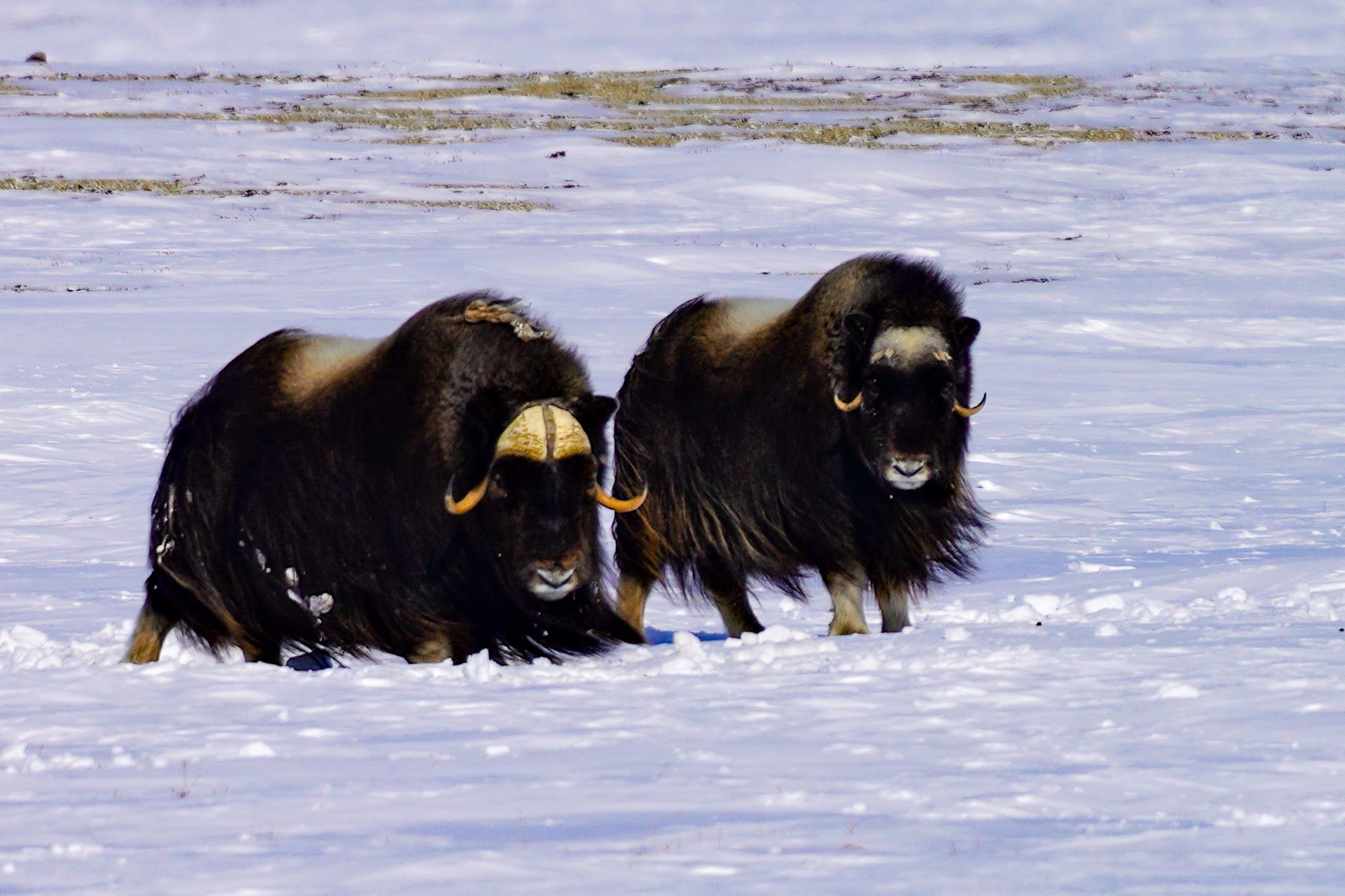 Island Muskox Hunt
