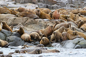 Second Walrus Hunt