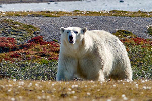 Summer & Fall Polar Bear Hunt