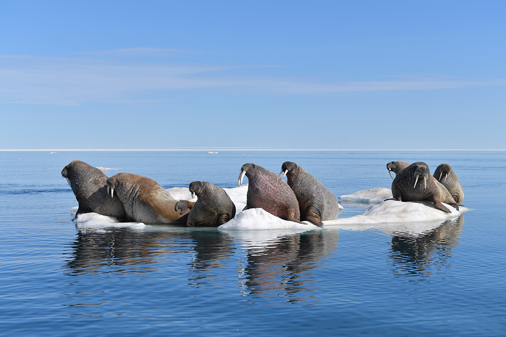 First Walrus Hunt