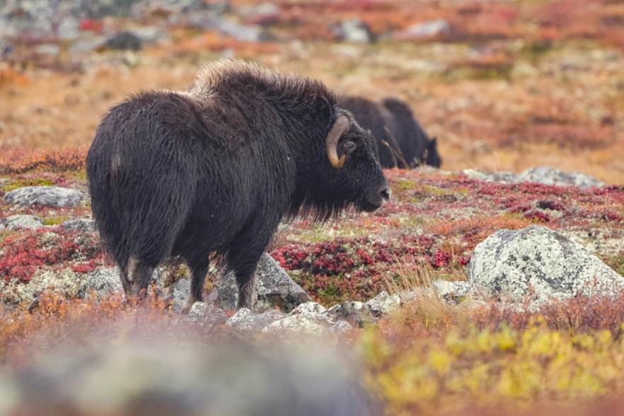 canada-north-outfitting-conservation-support-fund-2