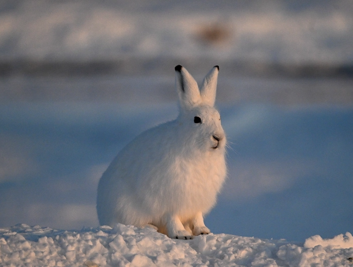 canada-north-outfitting-gallery-adventure-tourism