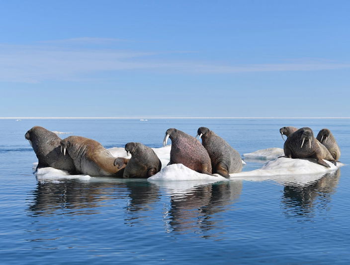 canada-north-outfitting-gallery-species