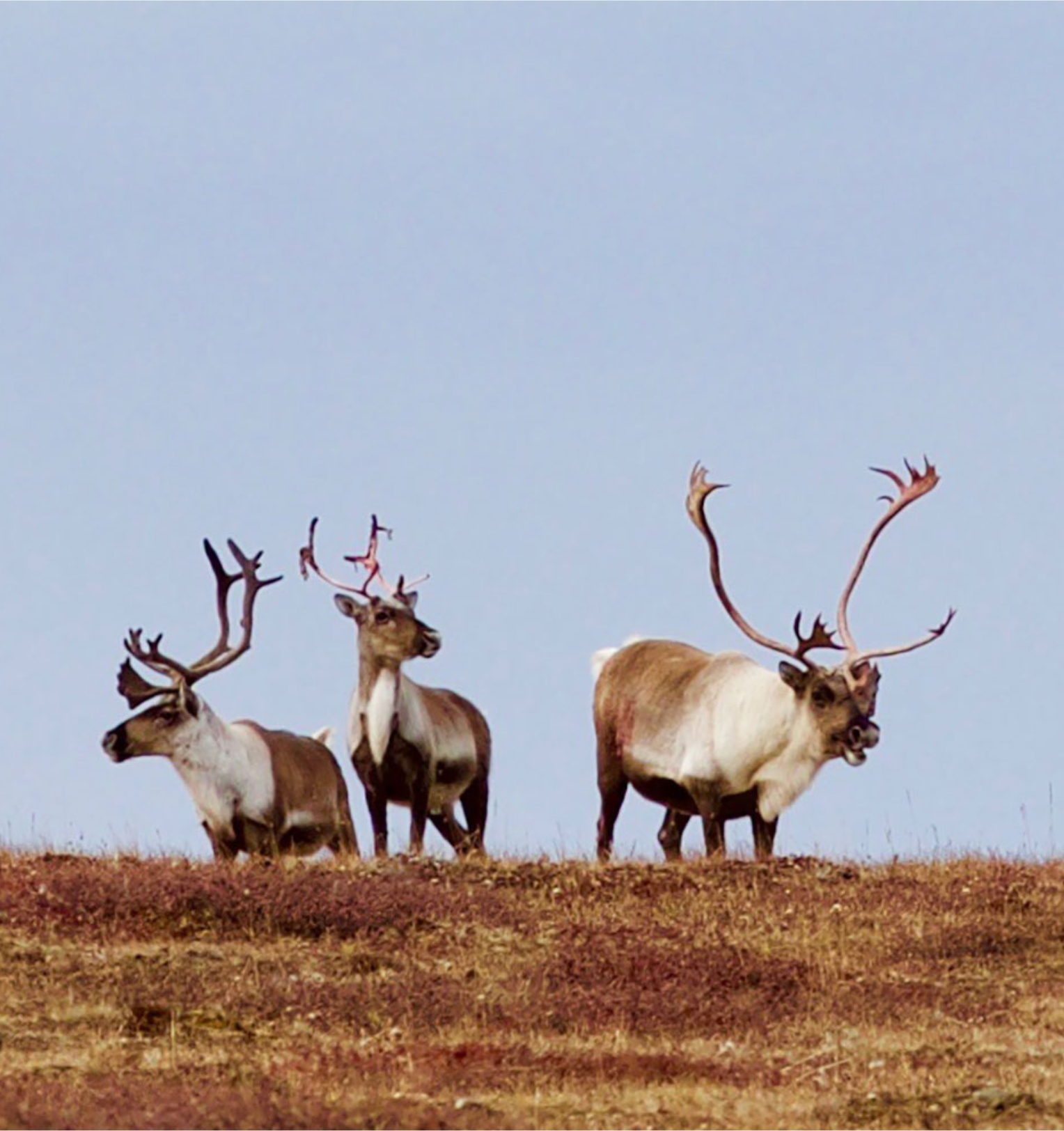 canada-north-outfitting-hunt-caribou-central-canada-1