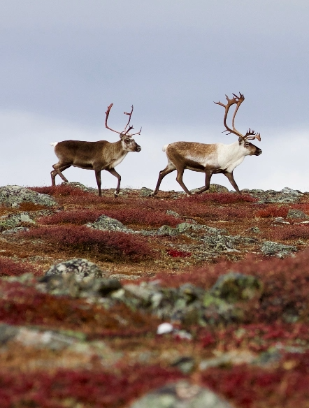 canada-north-outfitting-hunt-caribou-central-canada-3