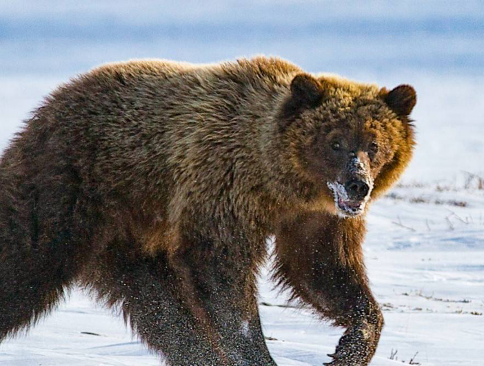 canada-north-outfitting-hunt-expeditions-guided-grizzly-bear-hunt