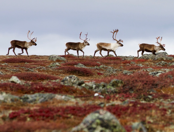 canada-north-outfitting-hunt-expeditions-guided-ground-caribou
