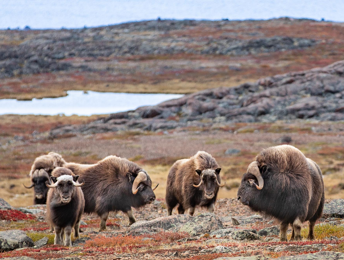 canada-north-outfitting-hunt-expeditions-guided-muskox-hunt