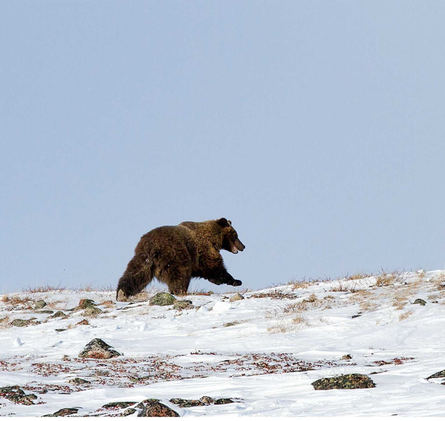 canada-north-outfitting-hunt-grizzly-barren-ground-1