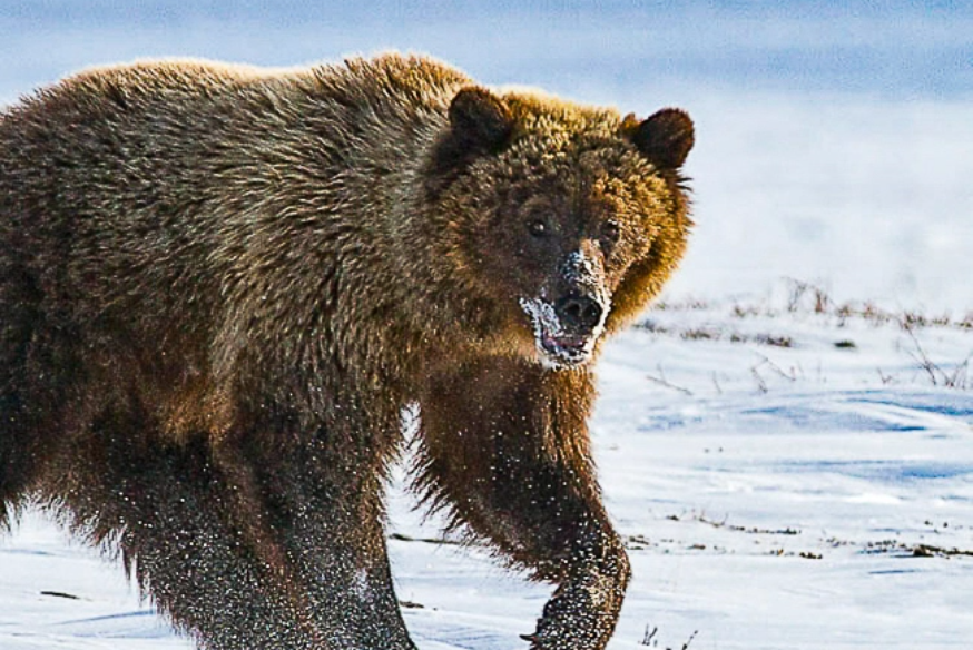 canada-north-outfitting-hunt-grizzly-barren-ground-2