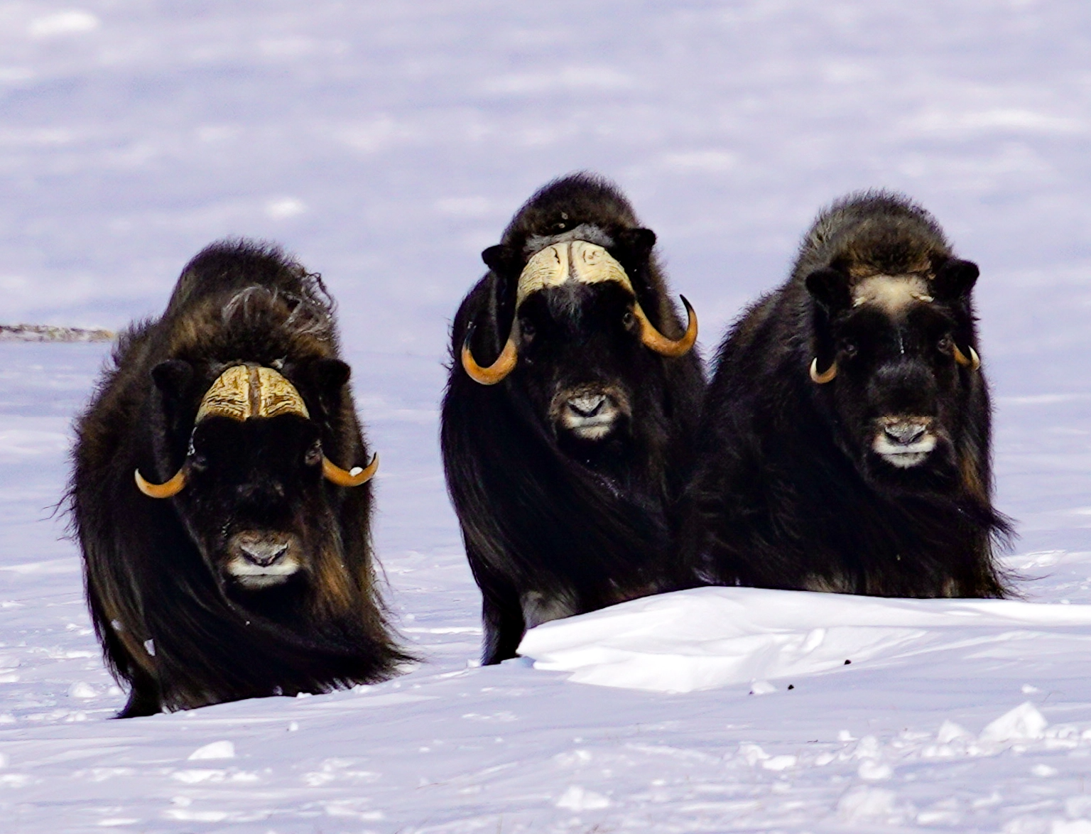 canada-north-outfitting-hunt-muskox-island-1