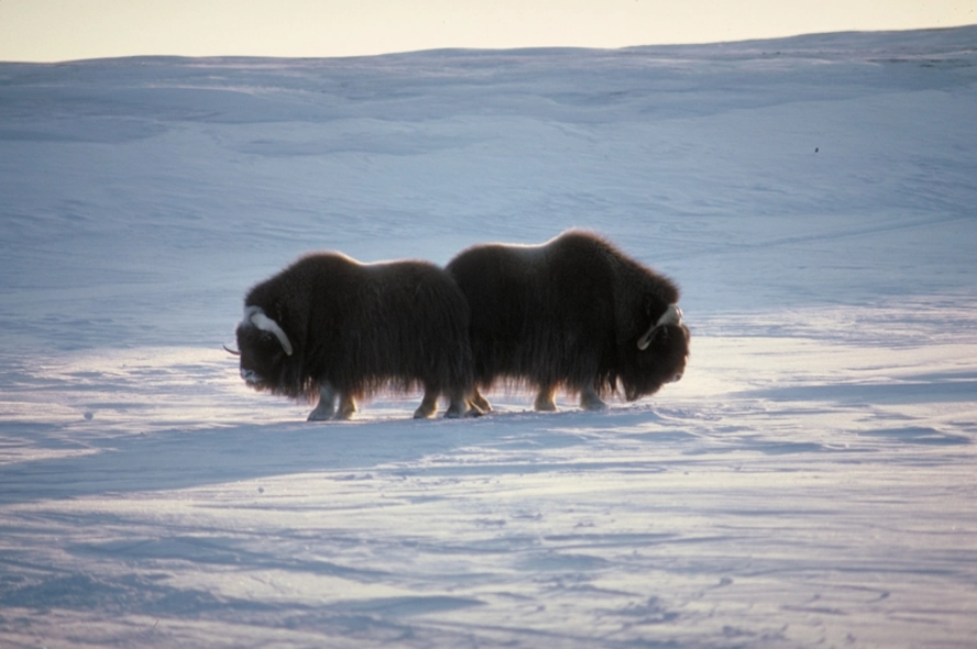 canada-north-outfitting-hunt-muskox-island-2