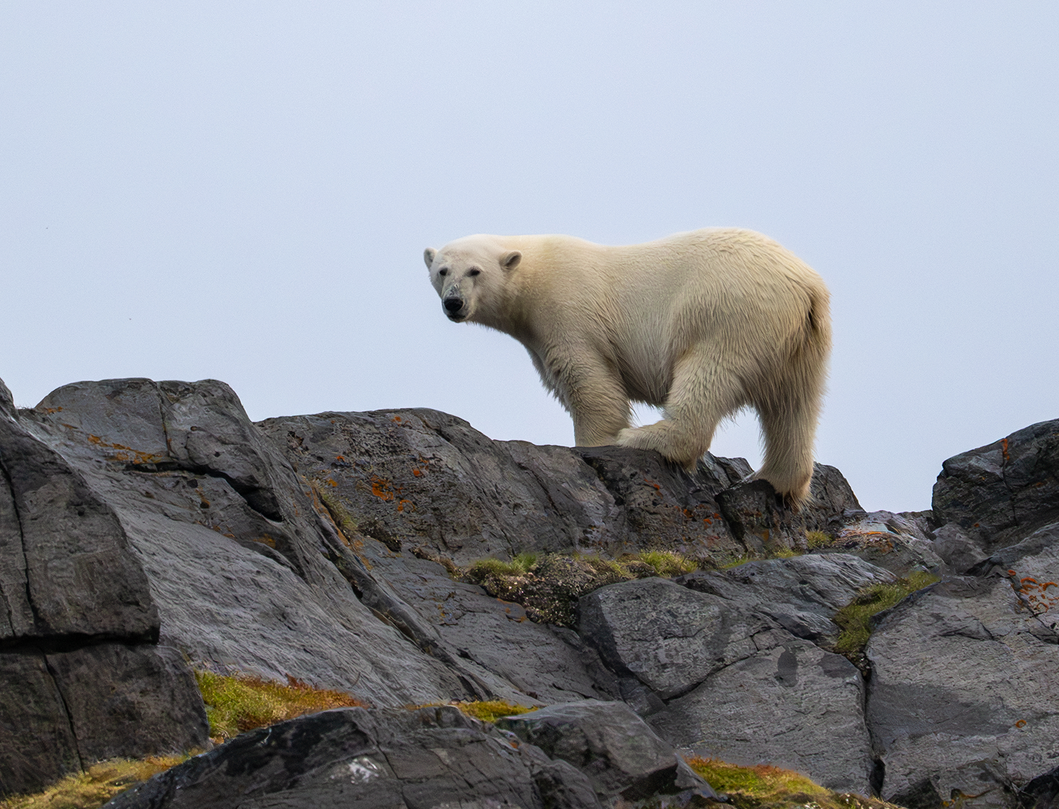 canada-north-outfitting-hunt-polar-bear-summer-4