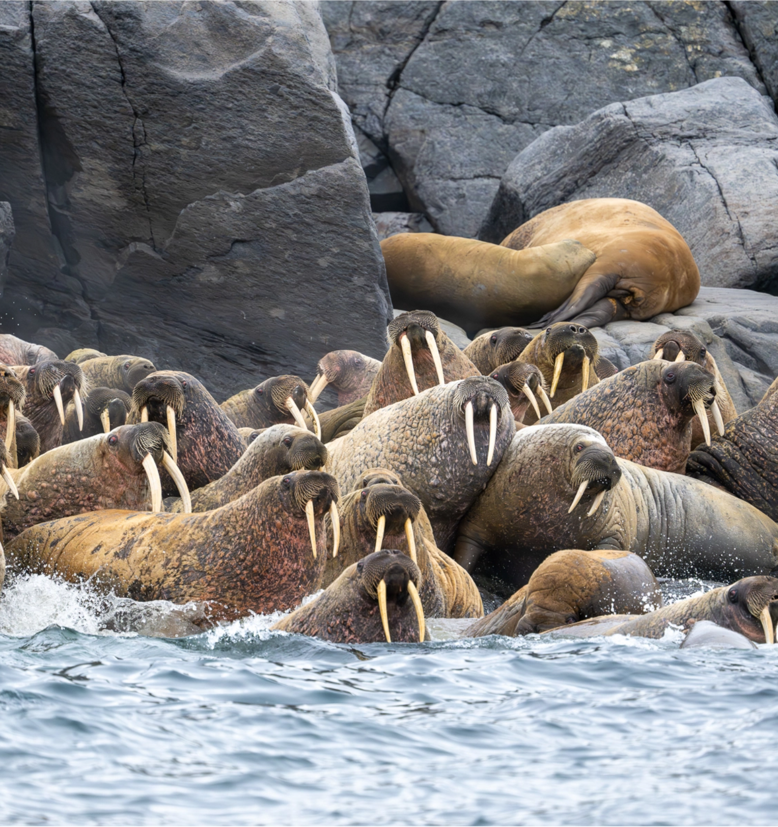 canada-north-outfitting-hunt-walrus-hunt-1