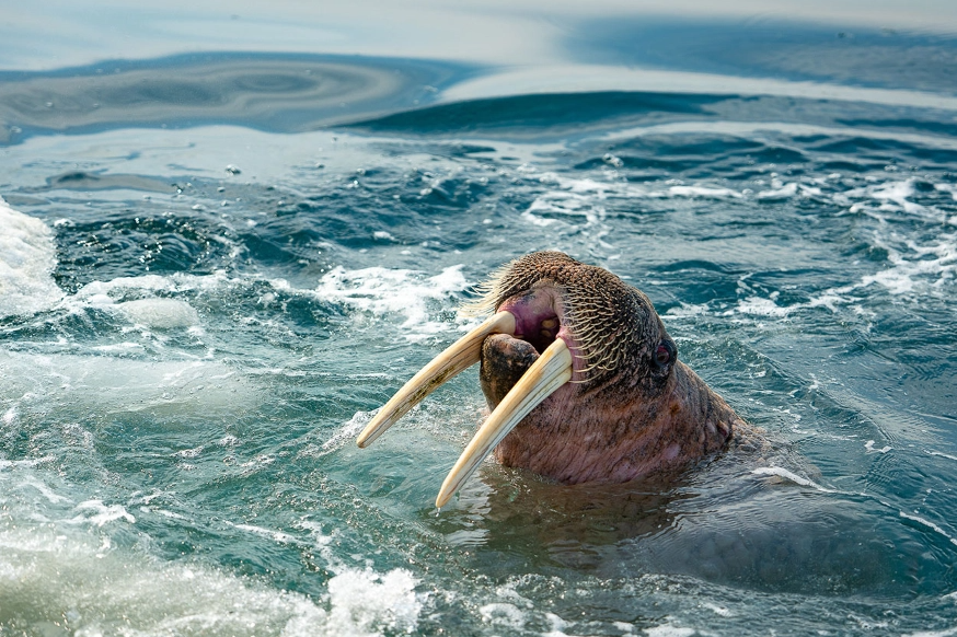 canada-north-outfitting-hunt-walrus-hunt-2