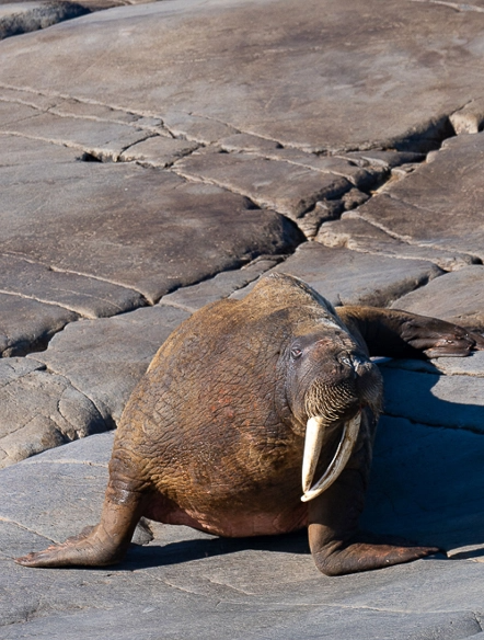 canada-north-outfitting-hunt-walrus-hunt-3