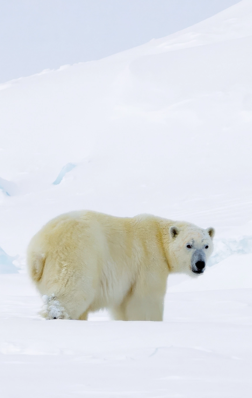 canada-north-outfitting-guided-polar-bear-hunt-new-2