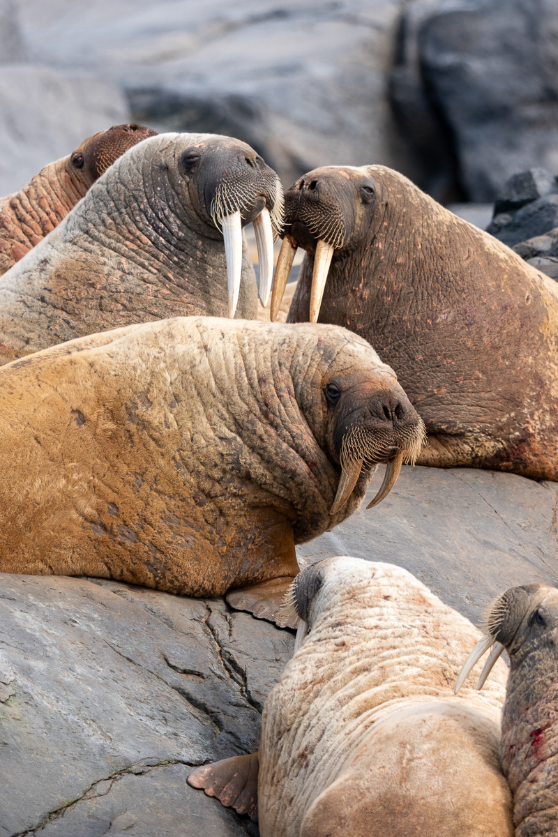 canada-north-outfitting-guided-walrus-hunt-new-2