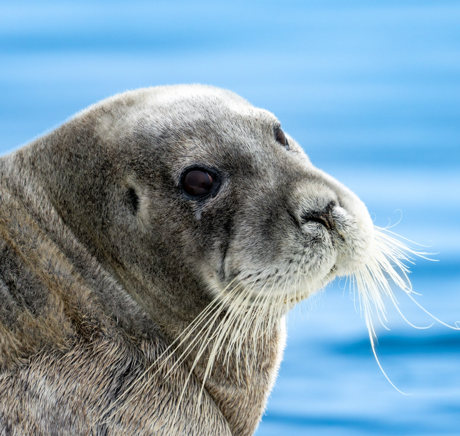 canada-north-outfitting-hunt-adventure-tourism-discover-nunavut-1-new-2