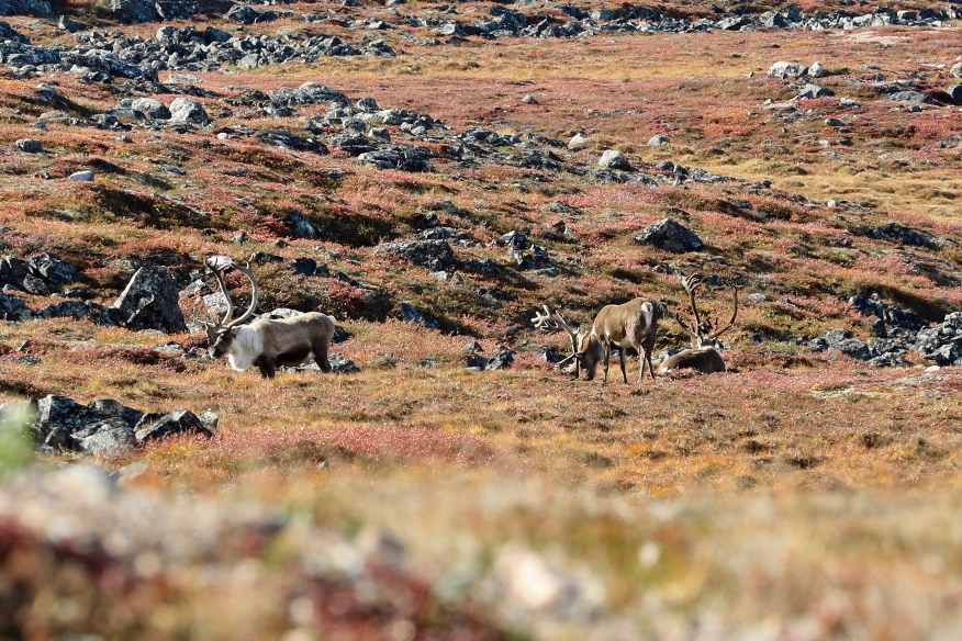 canada-north-outfitting-hunt-caribou-central-canada-2-new