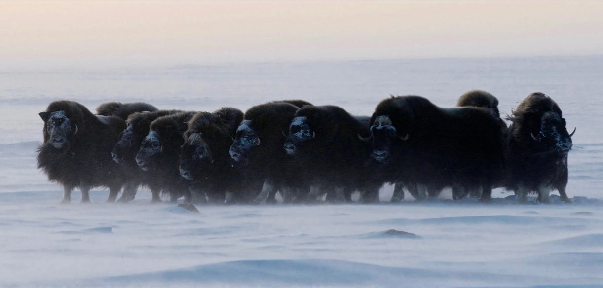 canada-north-outfitting-hunt-muskox-barren-ground-2