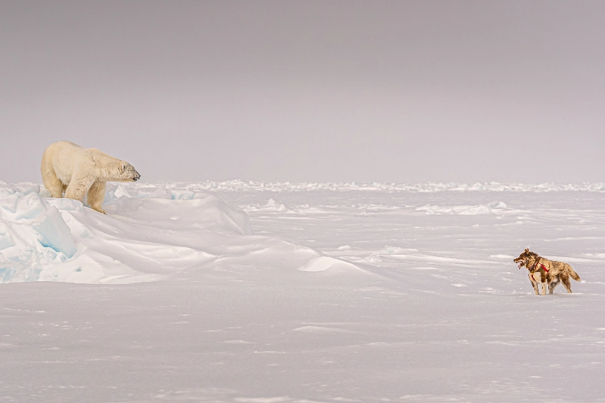 canada-north-outfitting-hunt-polar-bear-spring-2-new-2