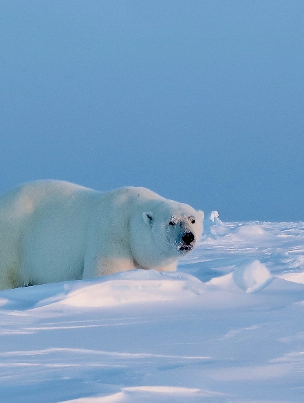 canada-north-outfitting-hunt-polar-bear-spring-3-new-2