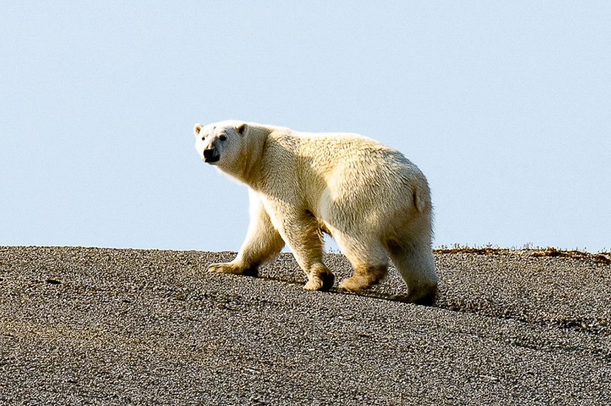 canada-north-outfitting-hunt-polar-bear-summer-2-new-2