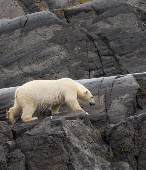 canada-north-outfitting-hunt-polar-bear-summer-3-new-2