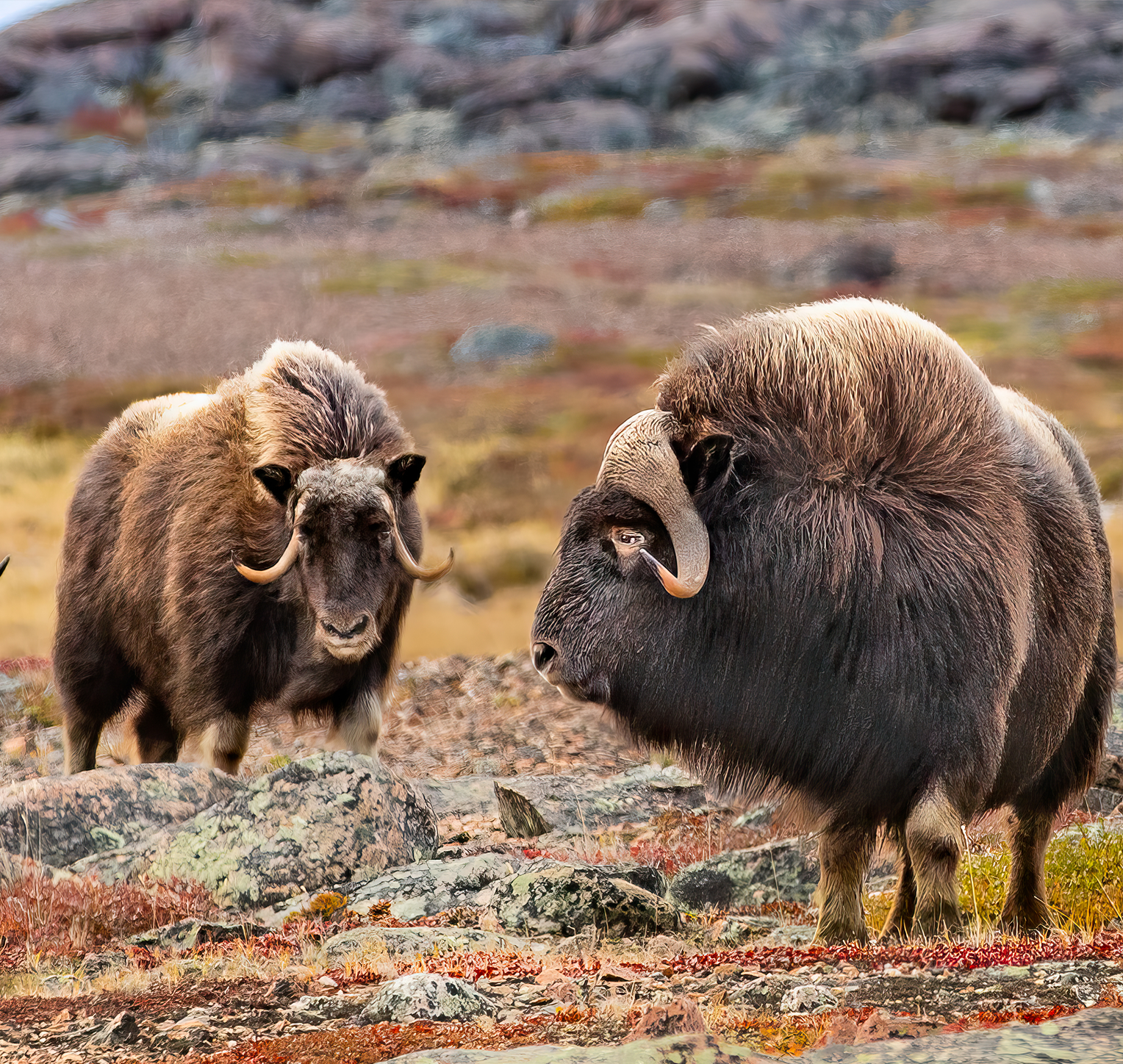 canada-north-outfitting-hunt-muskox-barren-ground-1-new-2